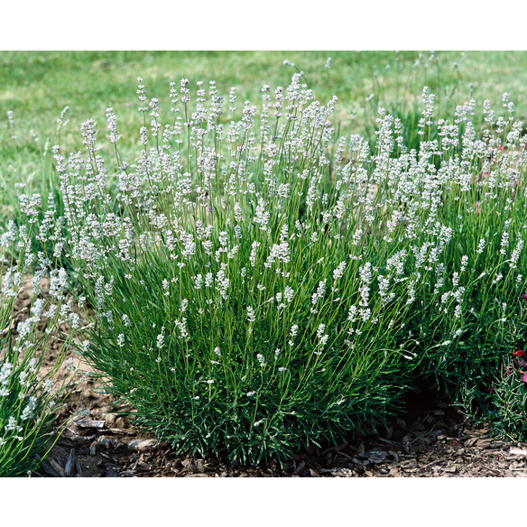 Lavendel Lavandula angustifolia Edelweiss weiß winterhart hagebau de