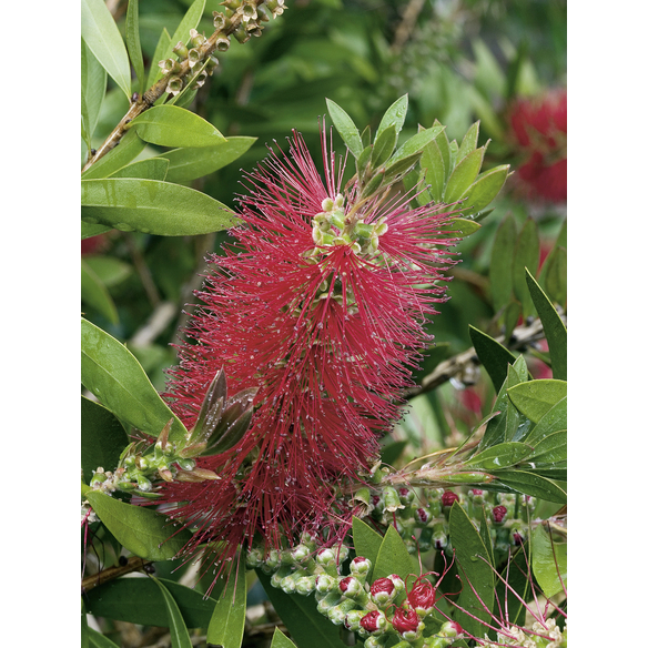 Zylinderputzer Callistemon Citrinus Bl Te Rot Hagebau De