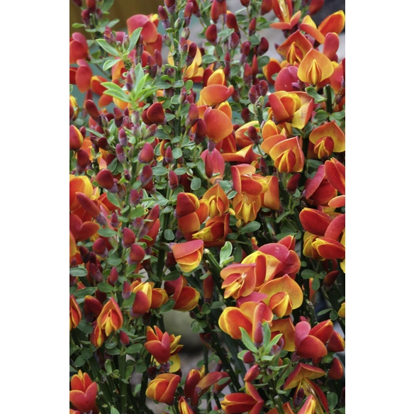 Edelginster Cytisus Scoparius Lena Bl Tter Gr N Bl Ten Rot Gelb