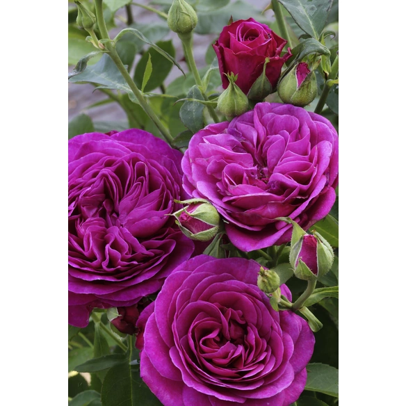 Englische Strauchrose Rosa Hybrida Rose De Resht Max Wuchsh He