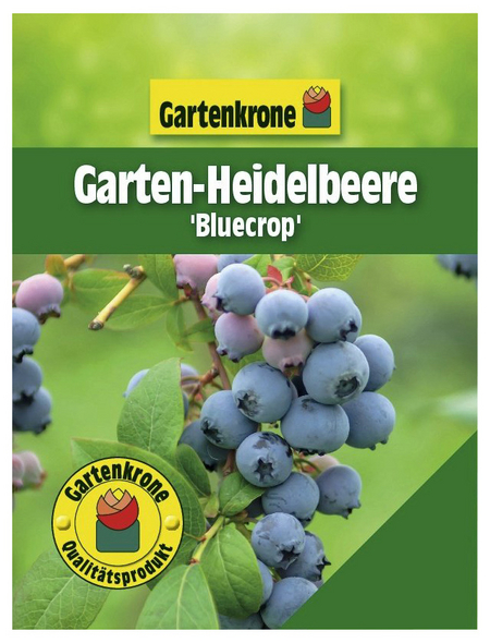 Gartenkrone Garten Heidelbeere Vaccinium Corymbosum Bluecrop Frucht