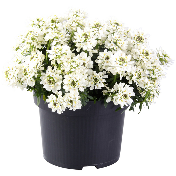 Bodendecker »Iberis sempervirens Snow Cone«, weiß, winterhart hagebau.de