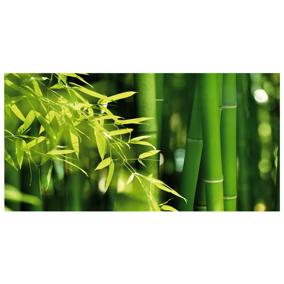 cactus royale Euphorbia Royaleana | Tall Euphorbia Cactus for Sale