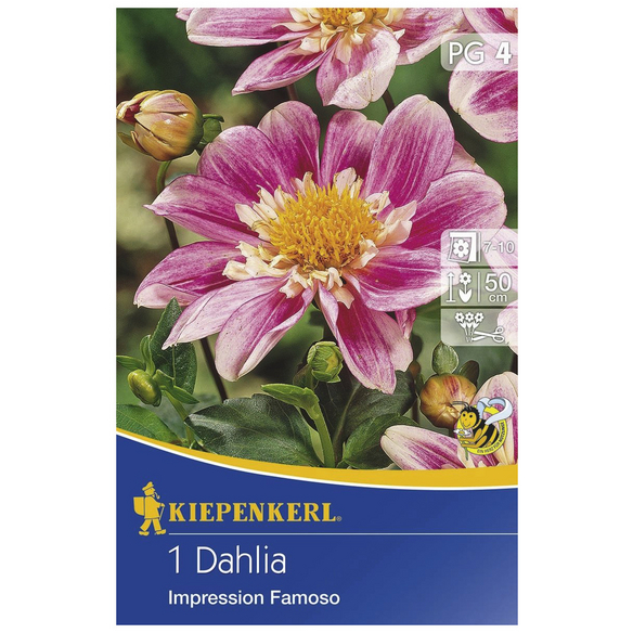 KIEPENKERL Blumenzwiebel Dahlie Dahlia Hybrida Impression Famoso Blütenfarbe weiß lila