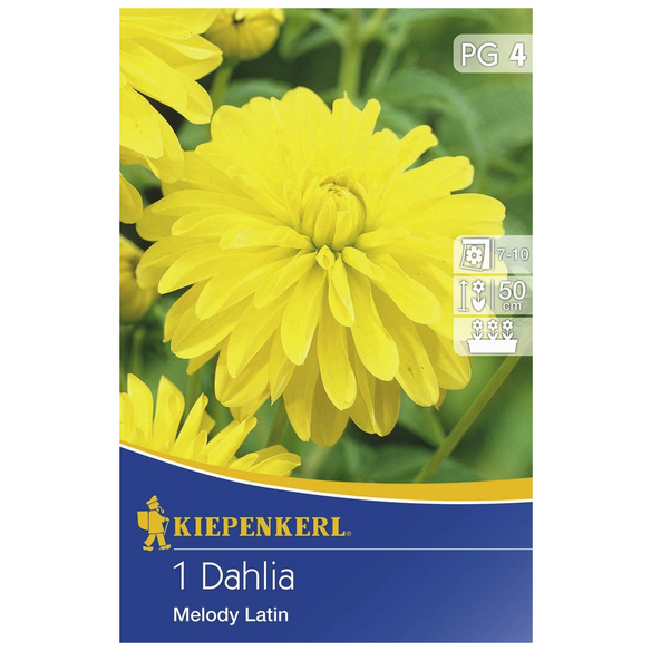 KIEPENKERL Blumenzwiebel Dahlie Dahlia Hybrida Melody Latin