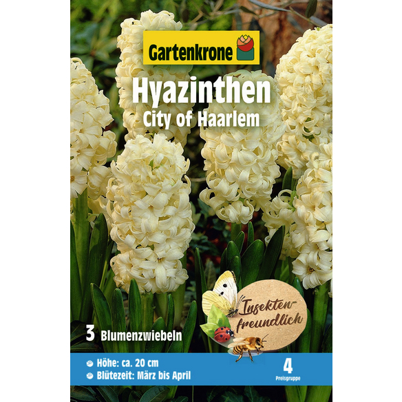 Gartenkrone Blumenzwiebel Hyazinthen, Hyacinthus orientalis »City of