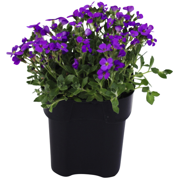 Bodendecker »Aubrieta Stadtpark«, blau, winterhart hagebau.de