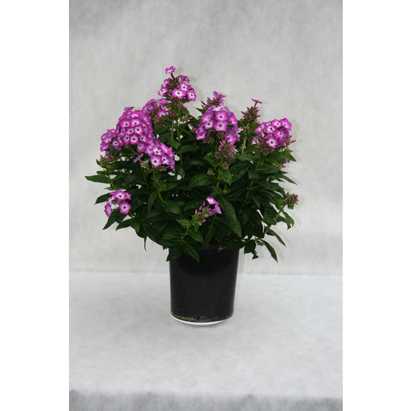 Bodendecker »Phlox subulata«, rosa, winterhart hagebau.de