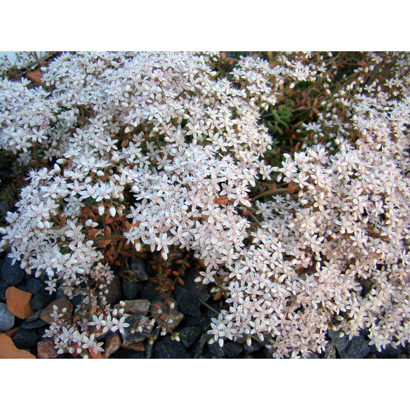 Bodendecker »Sedum album«, weiß, winterhart hagebau.de