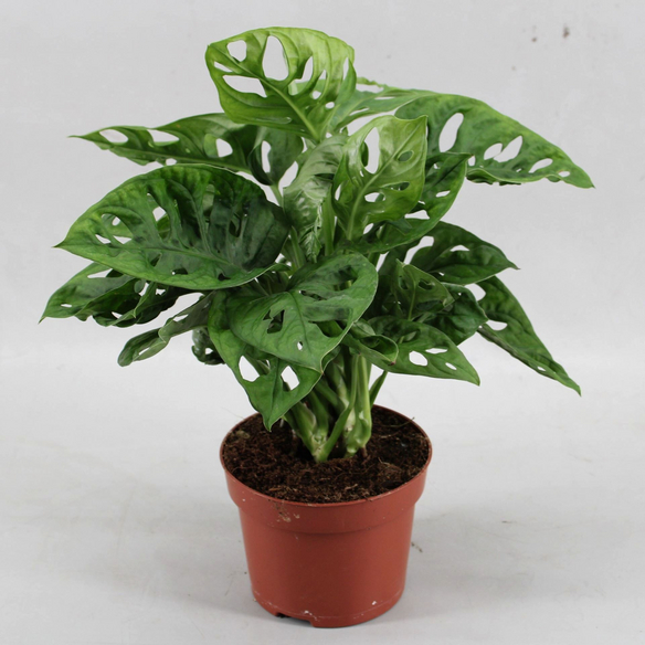 philodendron ring of fire kaufen Philodendron Ring of Fire | 4