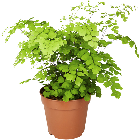 Gartenkrone Frauenhaarfarn Adiantum raddianum 'Fragans' hagebau.de