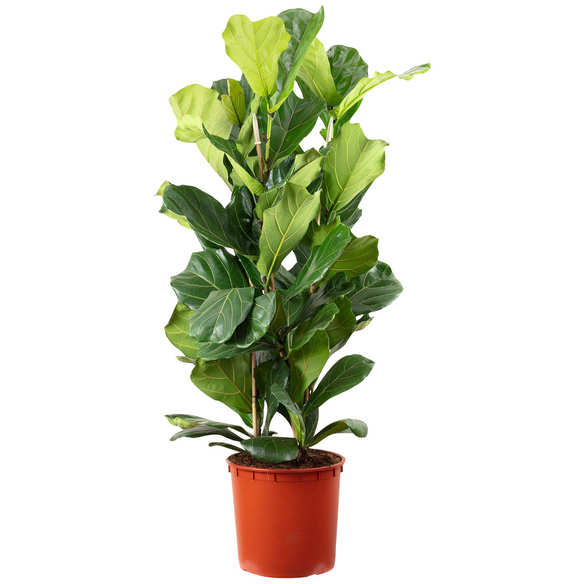 Geigenfeige, Ficus lyrata, im Kunststoff-Kulturtopf - hagebau.de