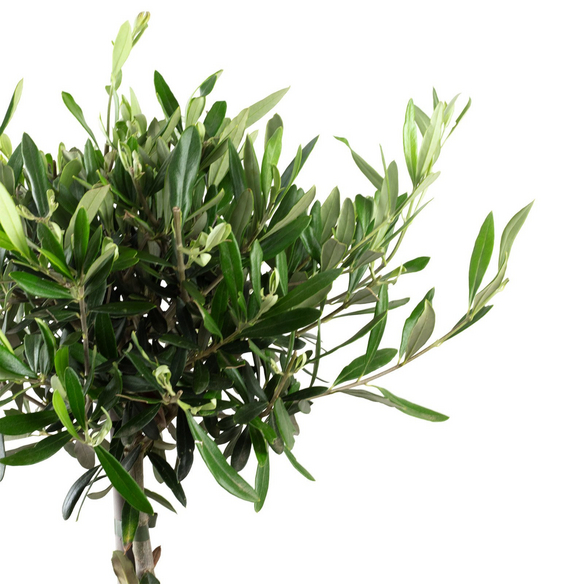Olivenbaum Europaea Olea - hagebau.de