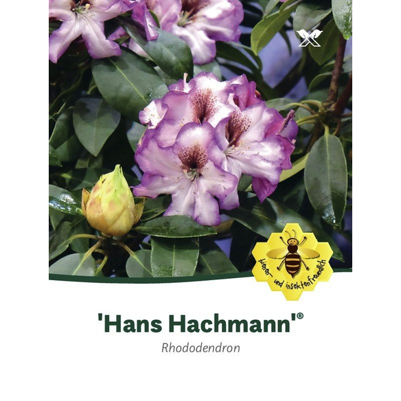 Rhododendron Hans Hachmann, wei, Hhe: 30 - 40 cm - hagebau.de