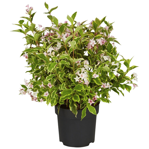 Gartenkrone Weigelie, Weigela florida »Nana Variegata«, Blätter