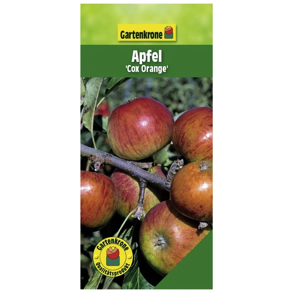 Apfel, Früchte: Malus süß-säuerlich »Cox Gartenkrone domestica Orange«,