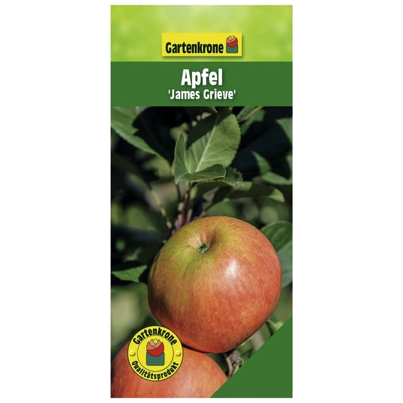 Gartenkrone Apfel, Malus domestica »James Grieve«, Früchte: süß-säuerlich | Obstbäume & Gemüsepflanzen