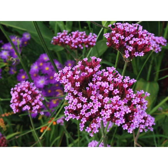 Eisenkraut »Verbena Bonariensis«, violett, winterhart