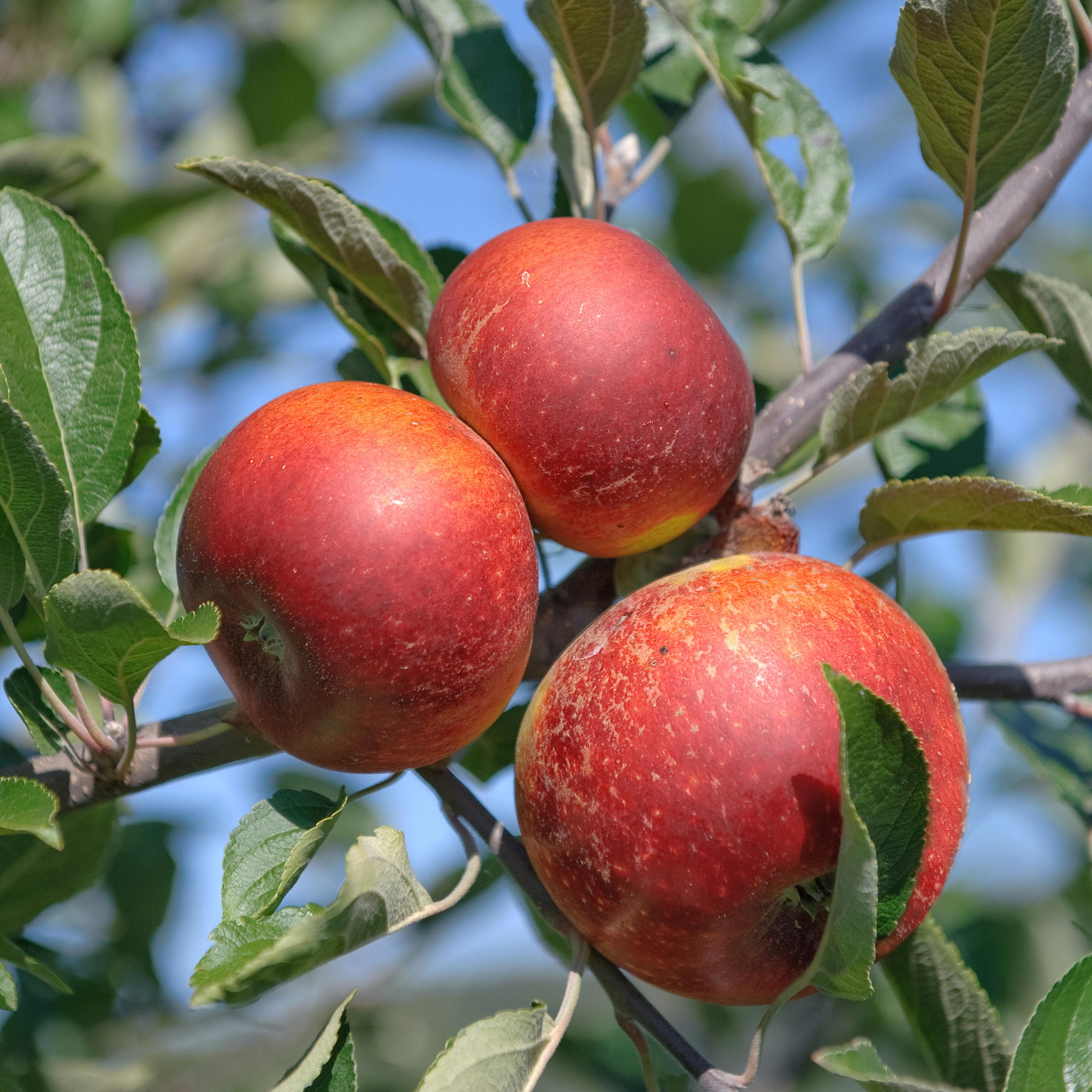 Gartenkrone Apfel, Malus domestica »Ingrid Marie«, Früchte süß