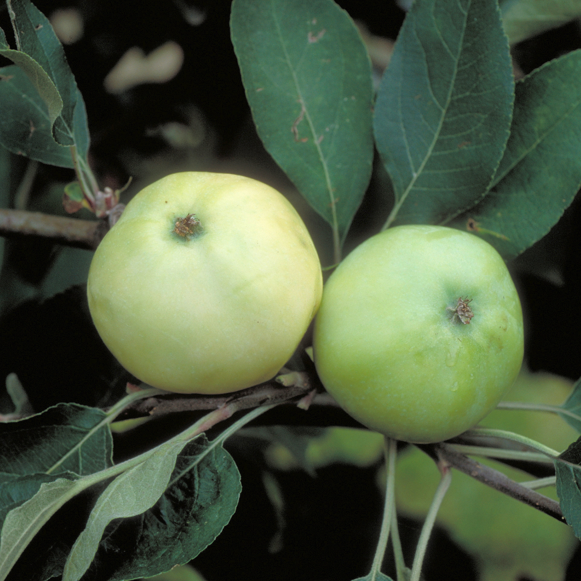 Malus 'Weißer Klarapfel' Apfelbaum – 150–200 Cm Groß, Biologisch, Eingetopft, Aus Baumschule
