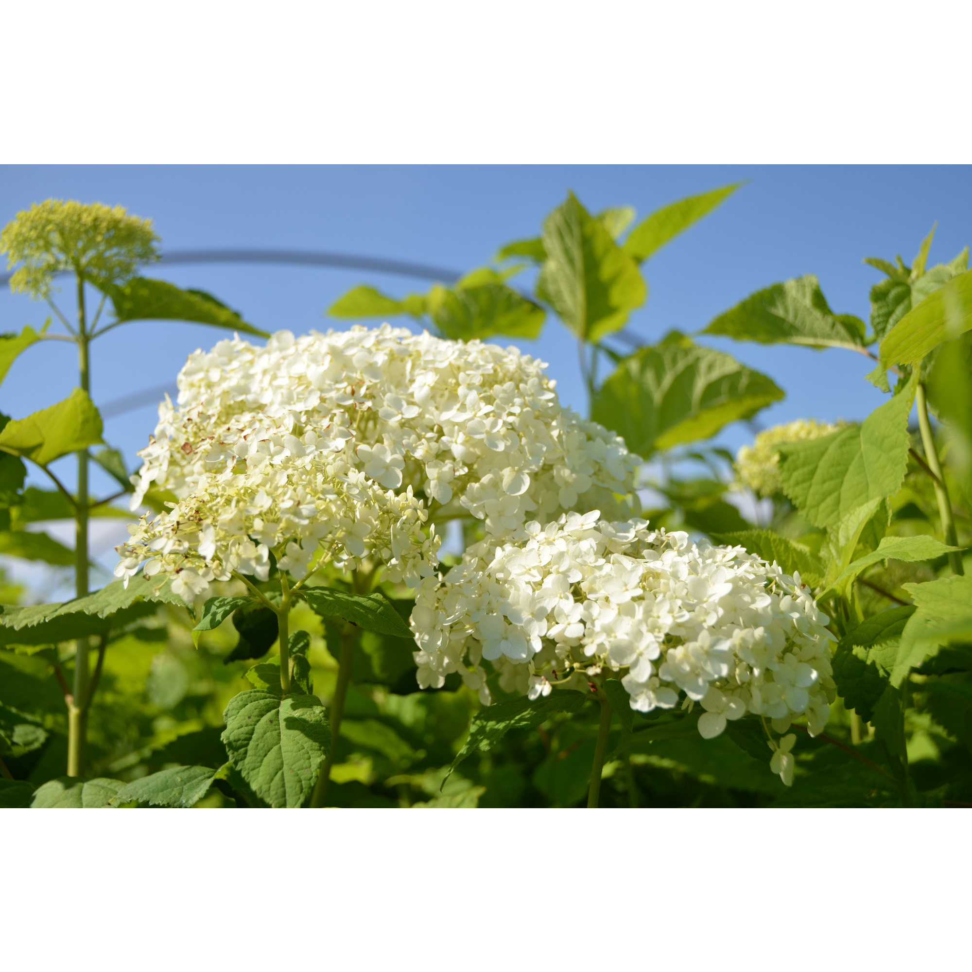 Gartenkrone BallHortensie, Hydrangea arb. »Annabelle«, weiß