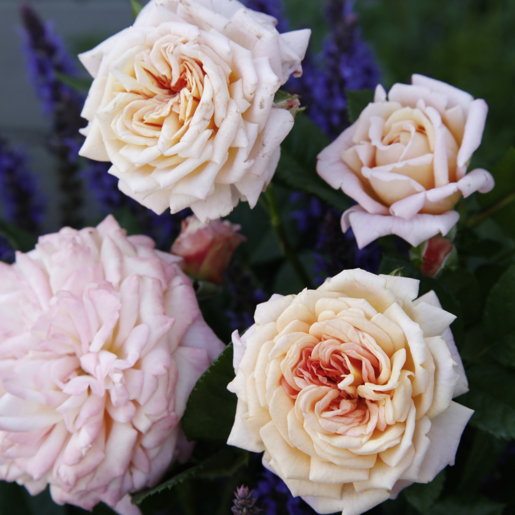 KORDES ROSEN Beetrose, Rosa »Amaretto®«, Blüte: rosa, gefüllt - hagebau.de