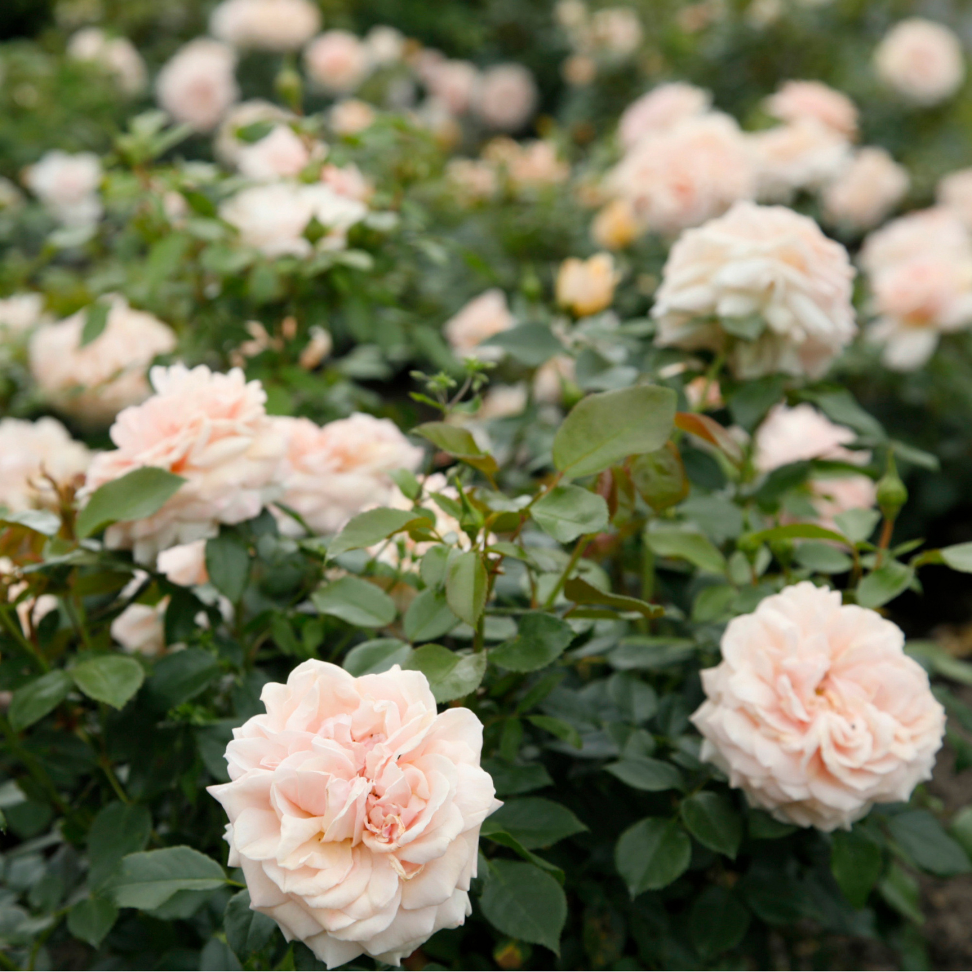 KORDES ROSEN Beetrose, Rosa »Garden of Roses®«, Blüte: rosa, gefüllt ...