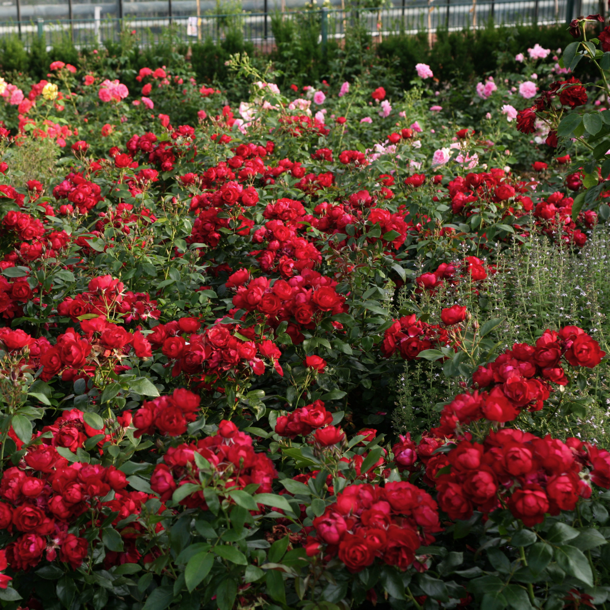 KORDES ROSEN Beetrose, Rosa »Milano®«, Blüte: halbgefüllt - hagebau.de