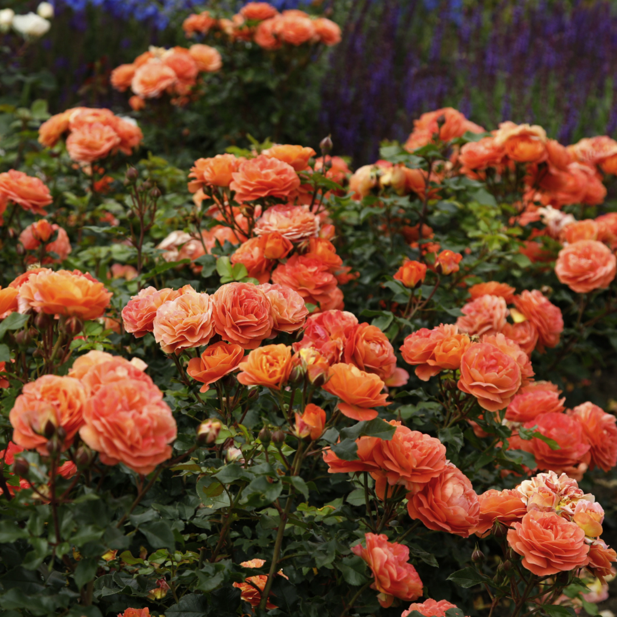 KORDES ROSEN Beetrose, Rosa »Phoenix®«, Blüte: orange, gefüllt - hagebau.de