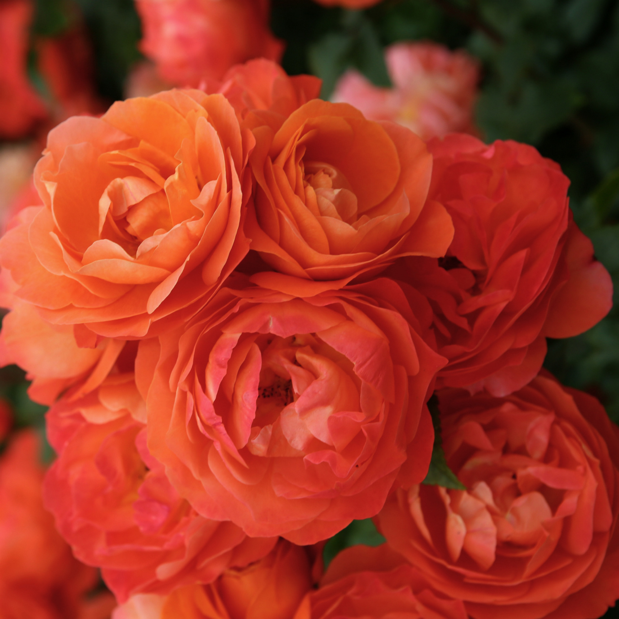 KORDES ROSEN Beetrose, Rosa »Phoenix®«, Blüte: orange, gefüllt - hagebau.de