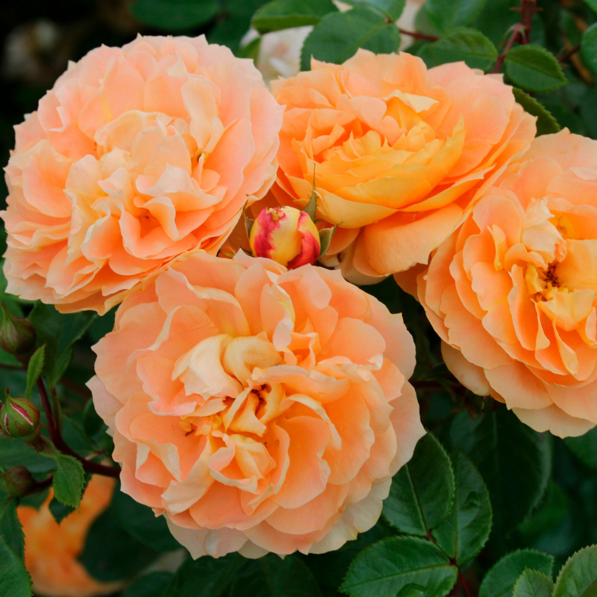 KORDES ROSEN Beetrose, Rosa »Schöne vom See®«, Blüte apricot, gefüllt