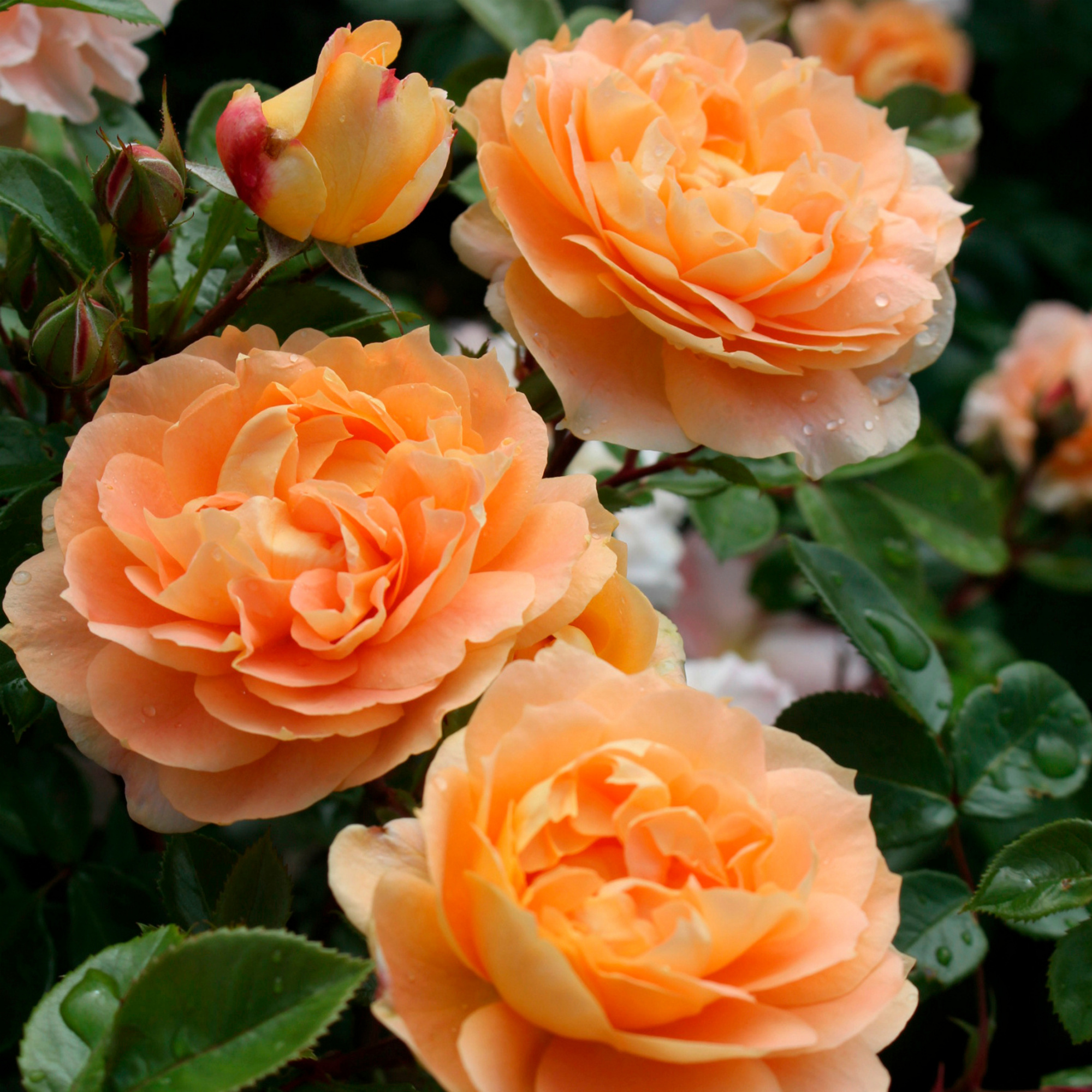 KORDES ROSEN Beetrose, Rosa »Schöne vom See®«, Blüte: apricot, gefüllt ...