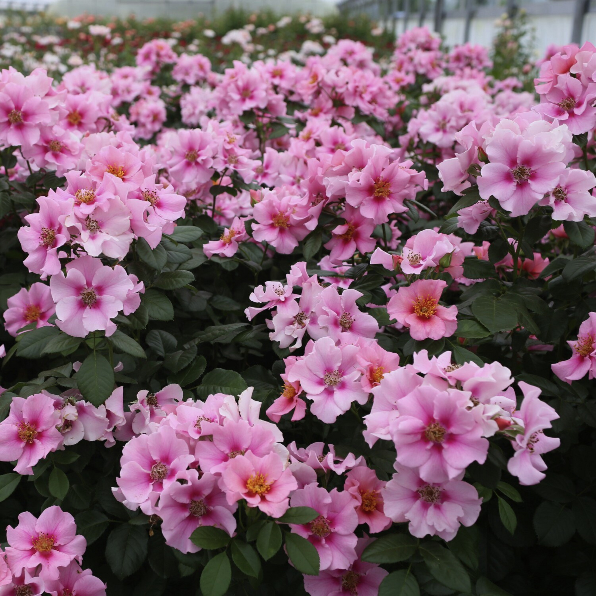 KORDES ROSEN Beetrose, Rosa »See You® in pink«, Blüte: rosa/pink ...