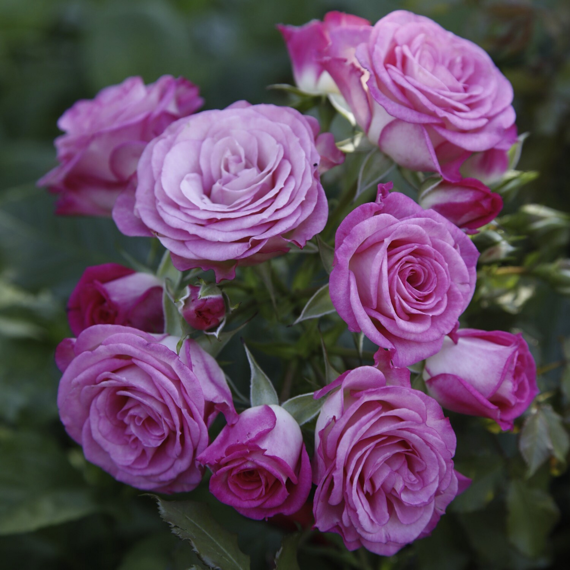 KORDES ROSEN Beetrose, Rosa »Xenia®«, Blüte: rosa, gefüllt - hagebau.de