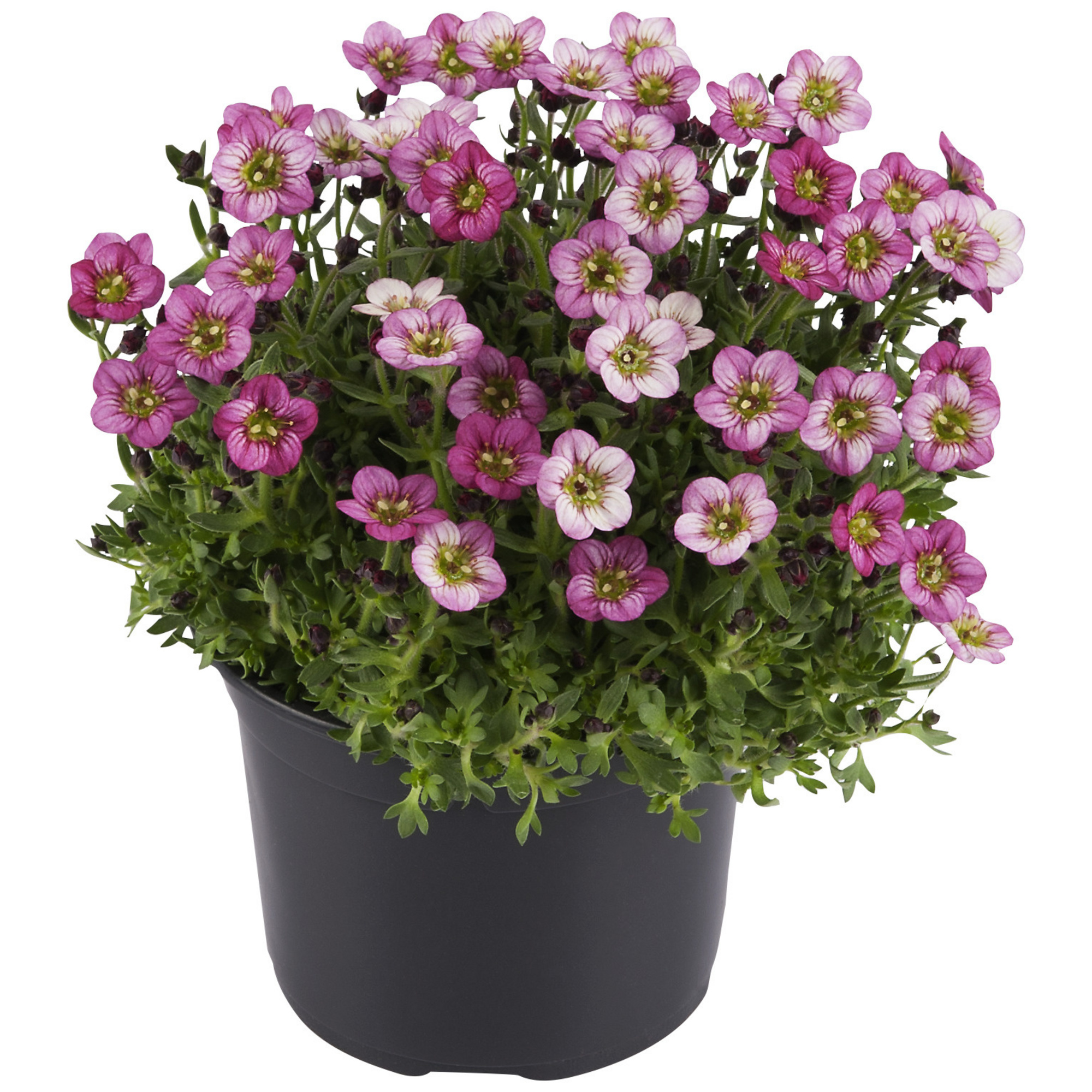 Bodendecker »Saxifraga x arendsii«, rosa, winterhart hagebau.de