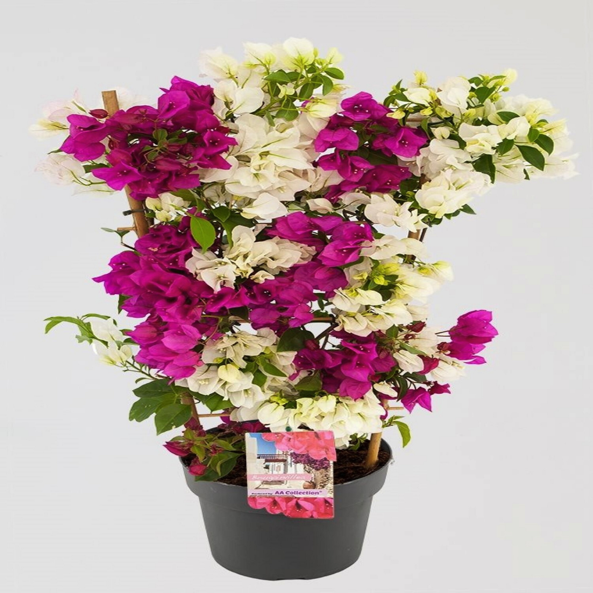 Bougainvillee, Bougainvillea spectabilis »Bicolor«, Blüte: Zweifarbig -  