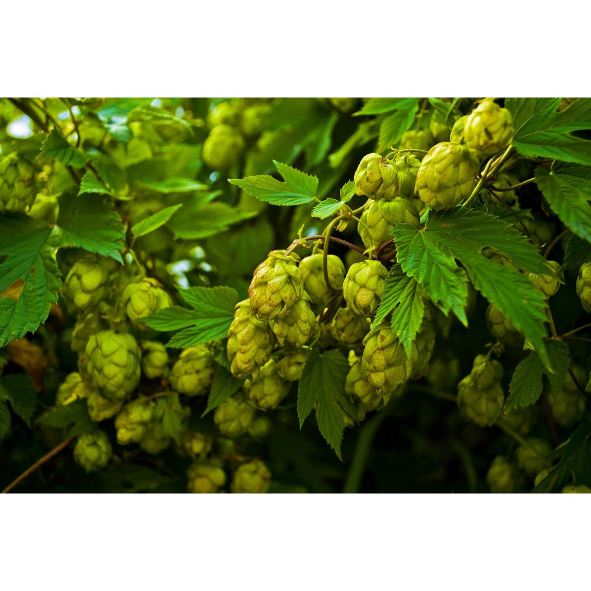 Gartenkrone Echter Hopfen, Humulus lupulus, Blätter: grün, Blüten ...