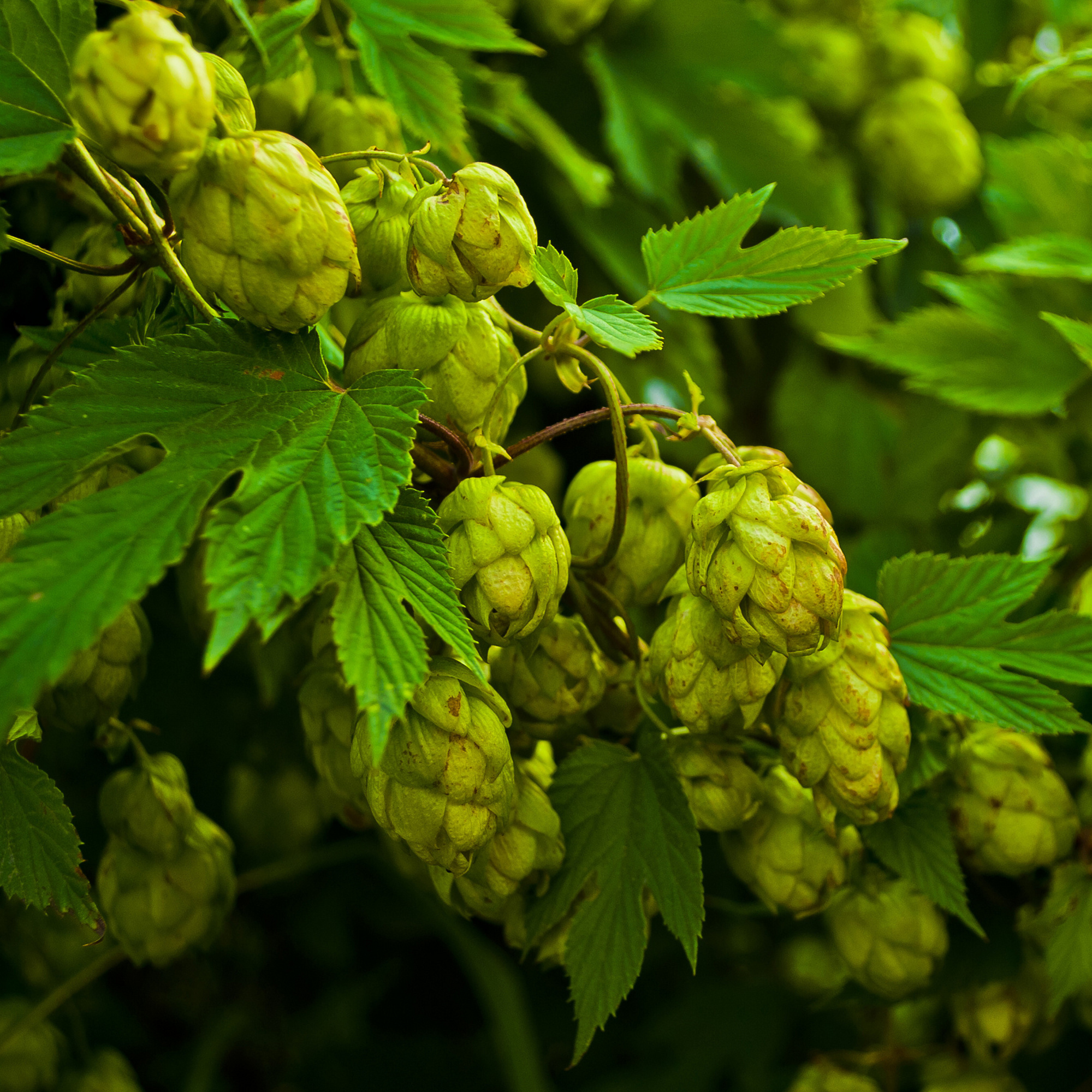 Gartenkrone Echter Hopfen, Humulus lupulus, Blätter: grün, Blüten ...