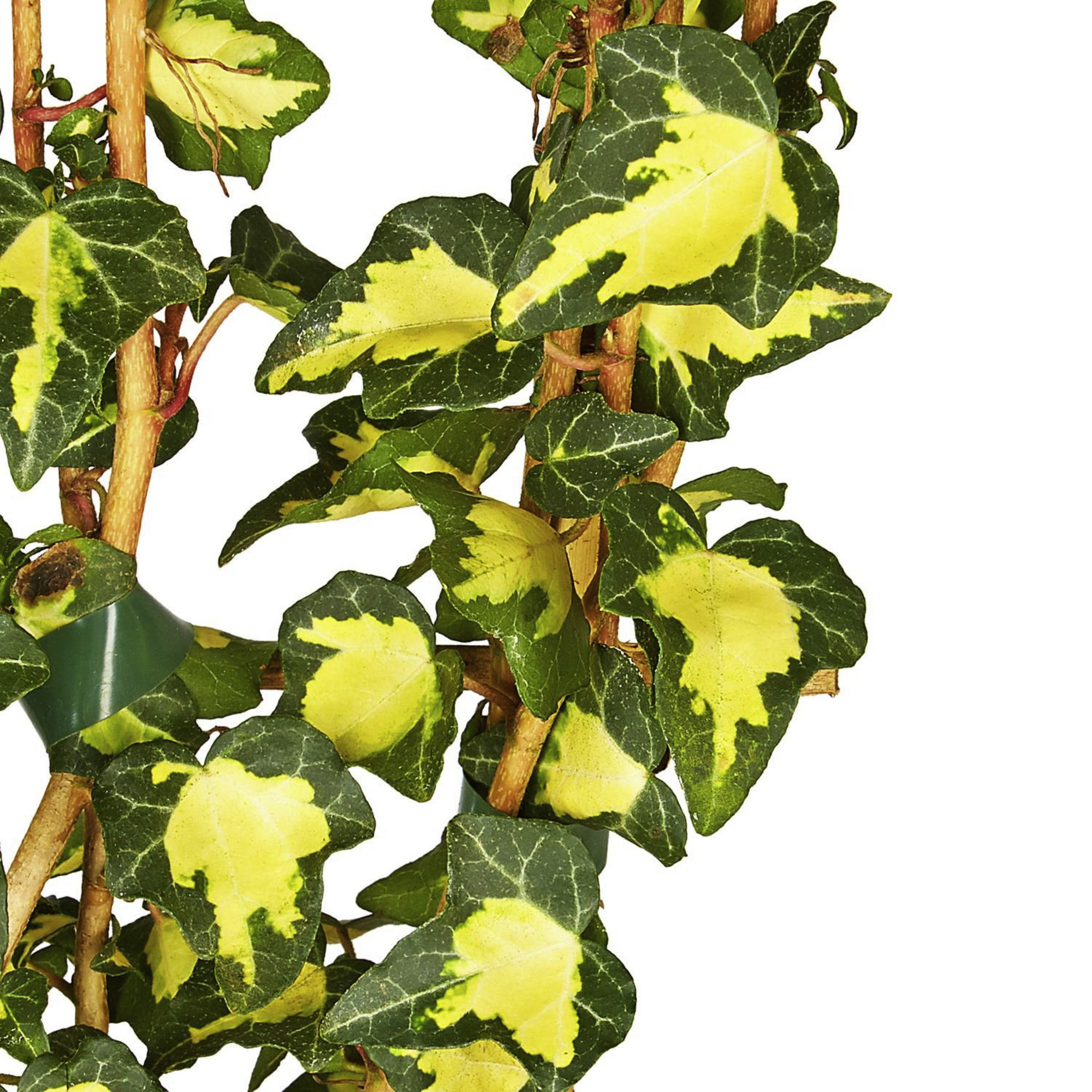 Gartenkrone Efeu, Hedera helix »Goldheart«, winterhart hagebau.de
