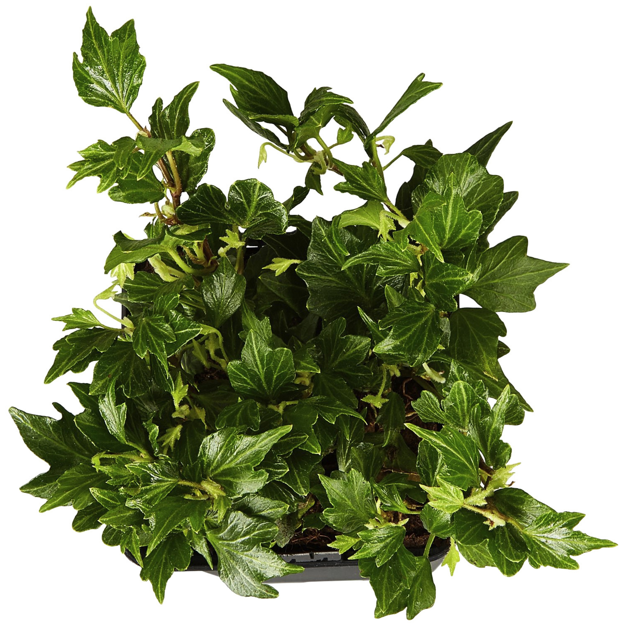 Gartenkrone Efeu, Hedera helix »Green Ripple«, winterhart hagebau.de