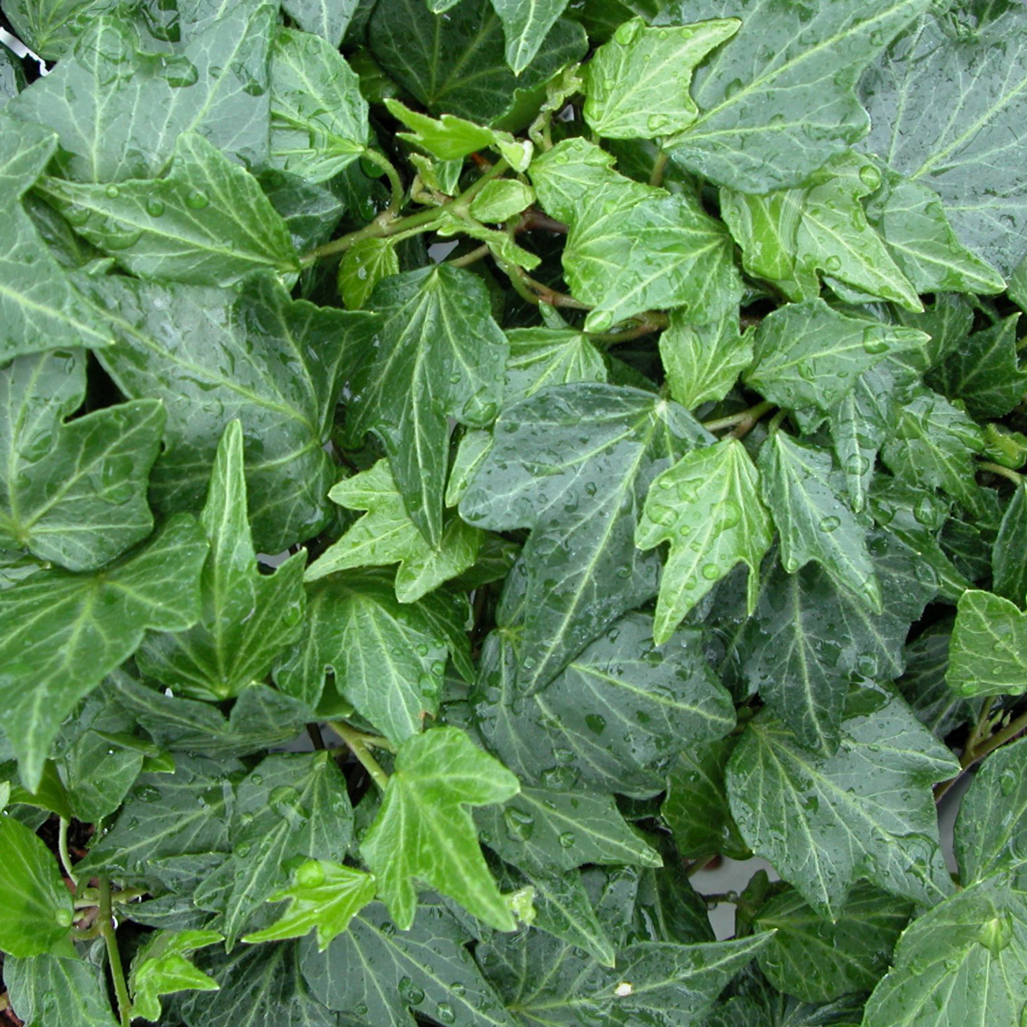 Gartenkrone Efeu, Hedera helix »Green Ripple«, winterhart hagebau.de