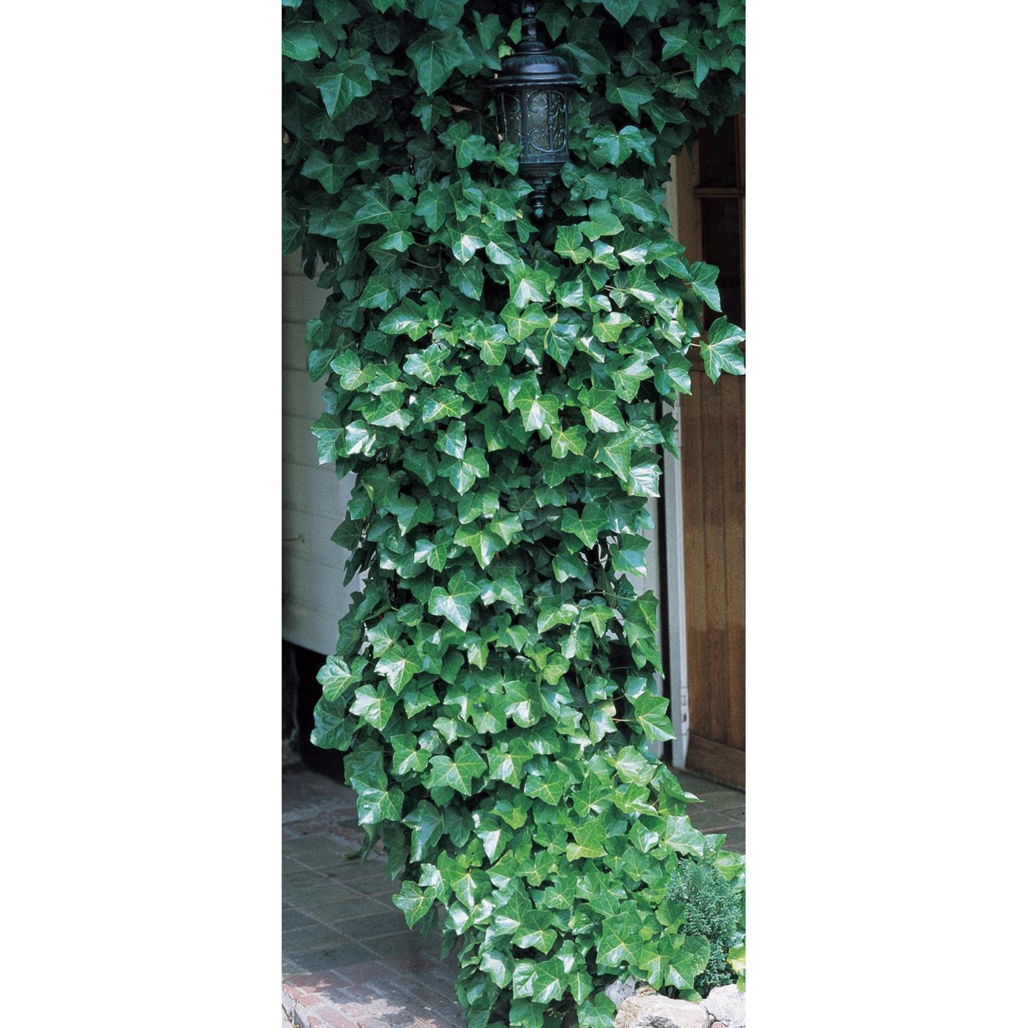Gartenkrone Efeu, Hedera helix »Hibernica«, creme, winterhart hagebau.de