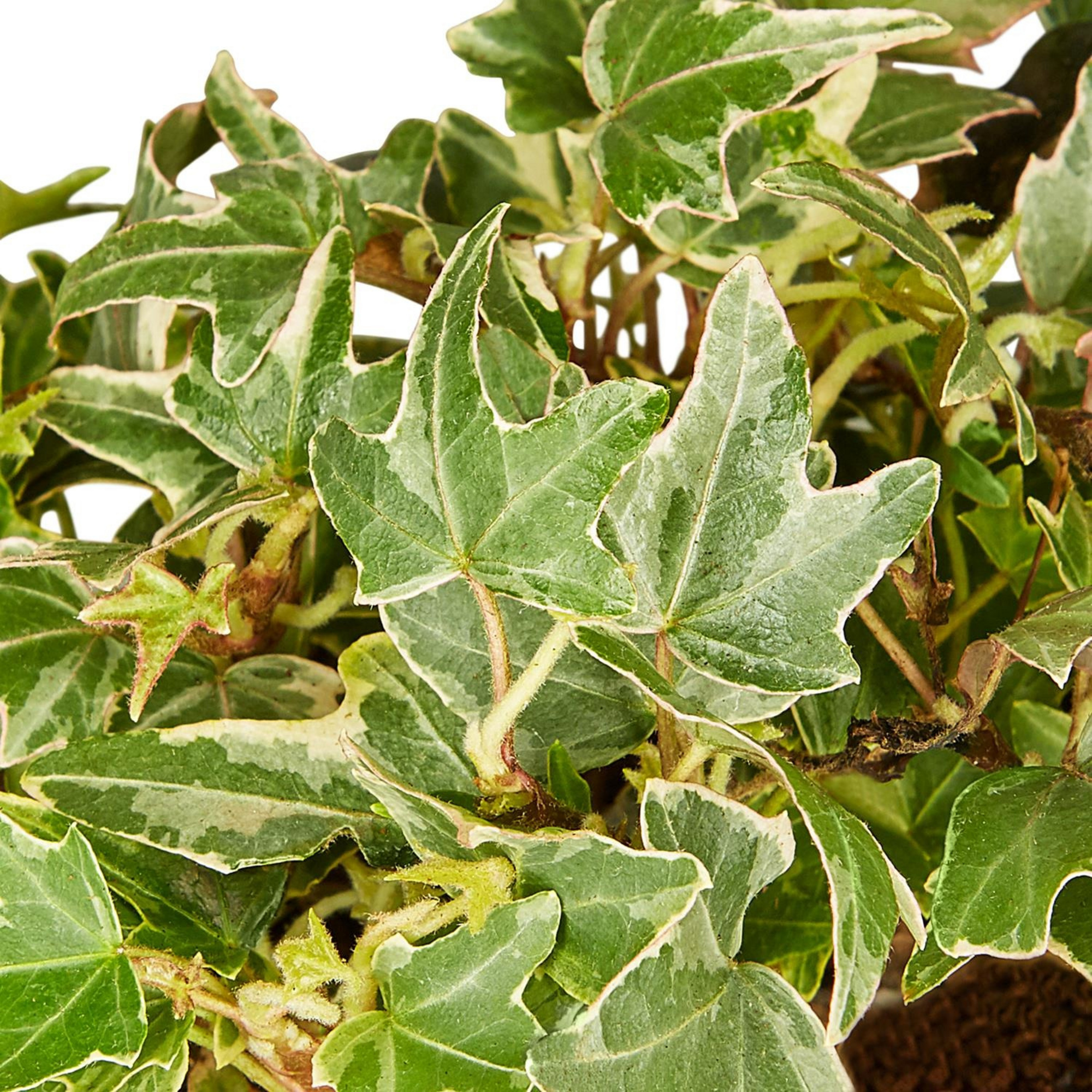 Gartenkrone Efeu, Hedera helix »Little Diamond«, winterhart hagebau.de