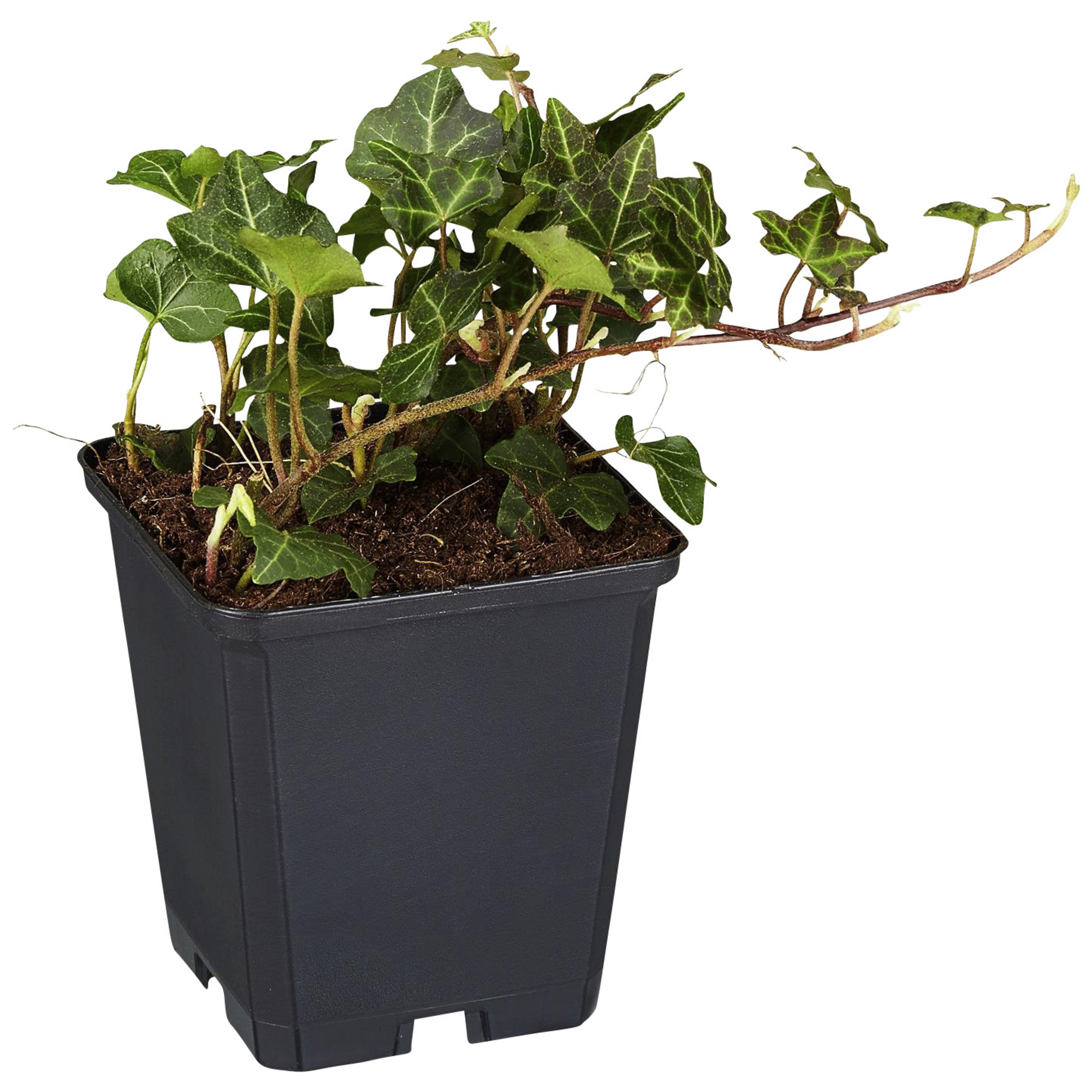 Gartenkrone Efeu, Hedera helix »Plattensee«, winterhart hagebau.de