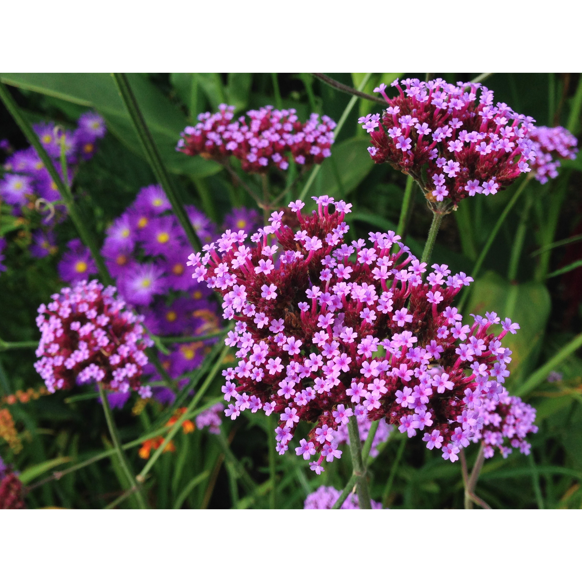 Eisenkraut »Verbena Bonariensis«, violett, winterhart hagebau.de