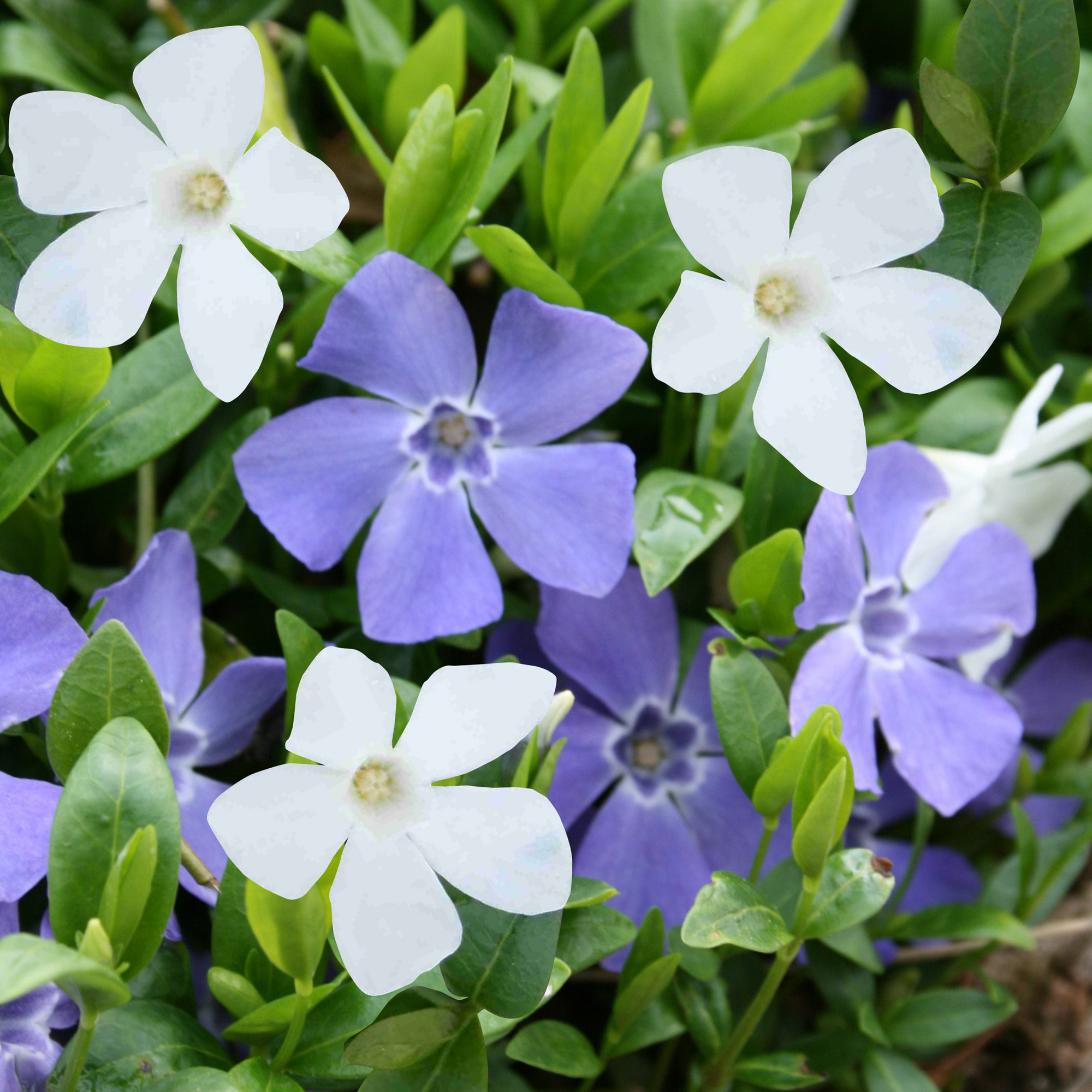 Gartenkrone Kleinblättriges immergrün, Vinca minor »BlauWeiss