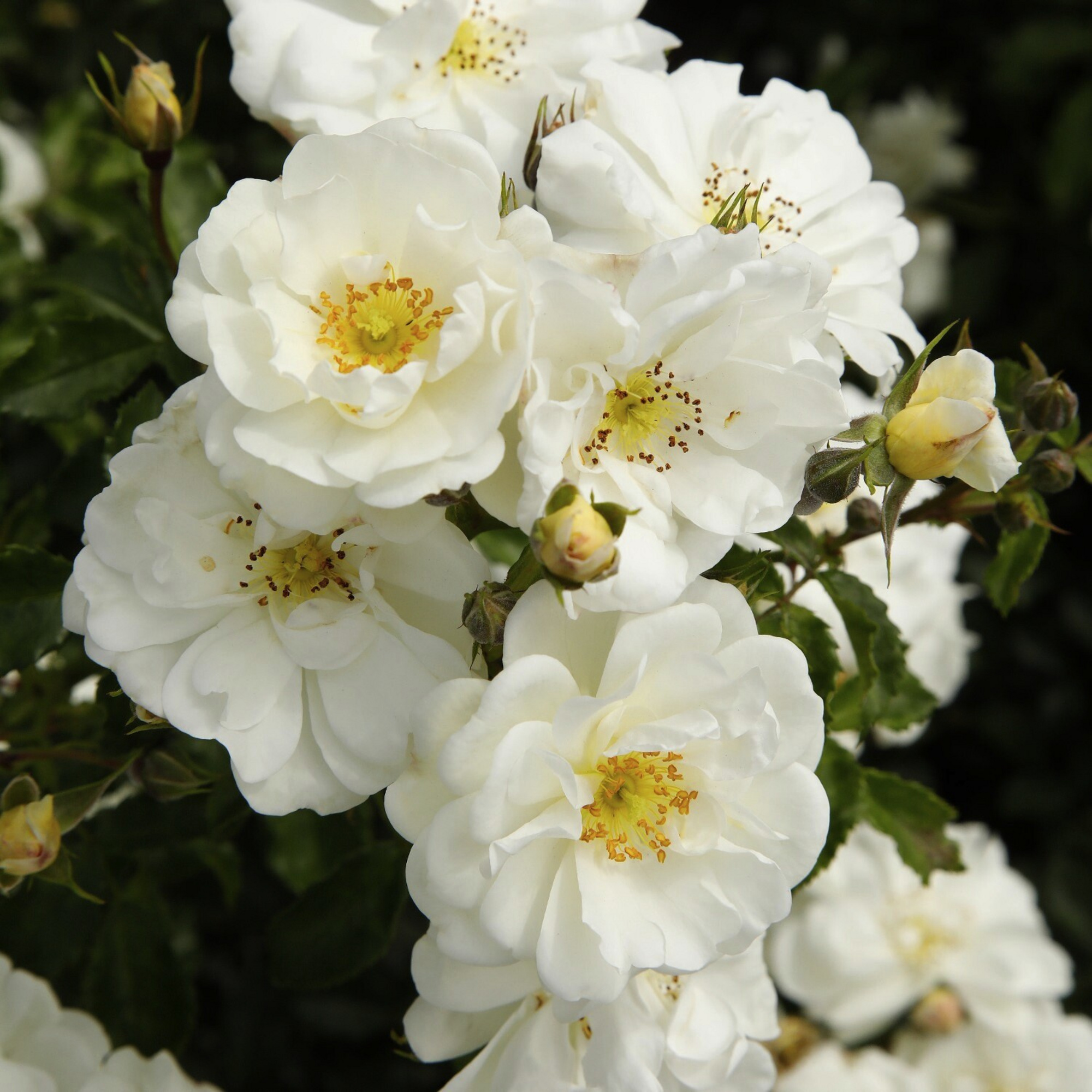 KORDES ROSEN Kleinstrauchrose, C 5, Kordes, RigoRose, weiss hagebau.de