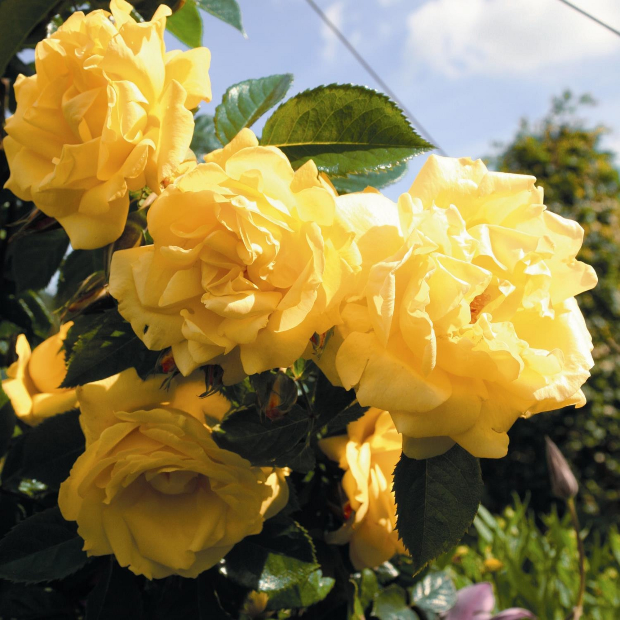 51+ Kletterrose Für Halbschatten, Sie gedeiht im halbschatten und