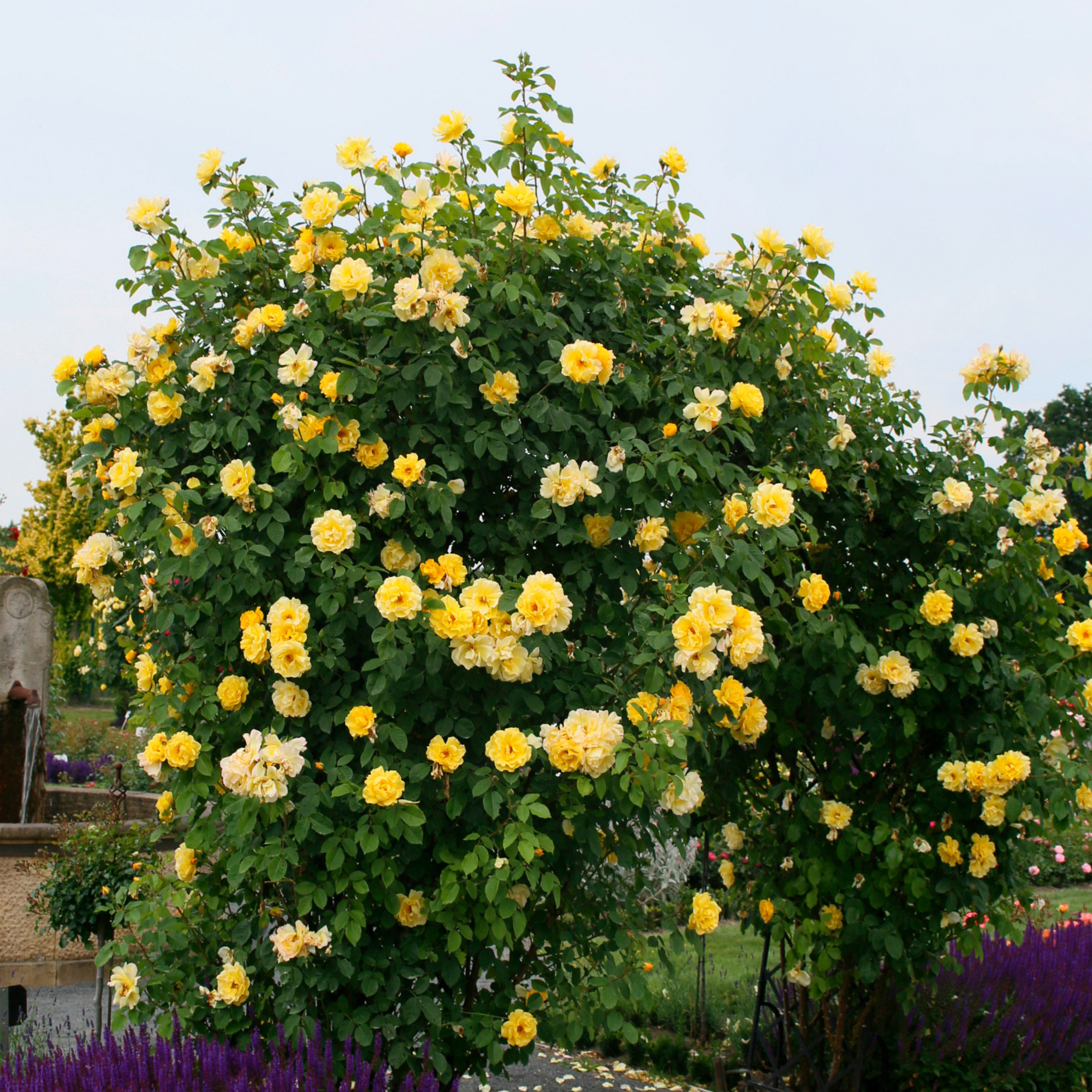 KORDES ROSEN Kletterrose Rosa »Golden Gate®« hagebau.de