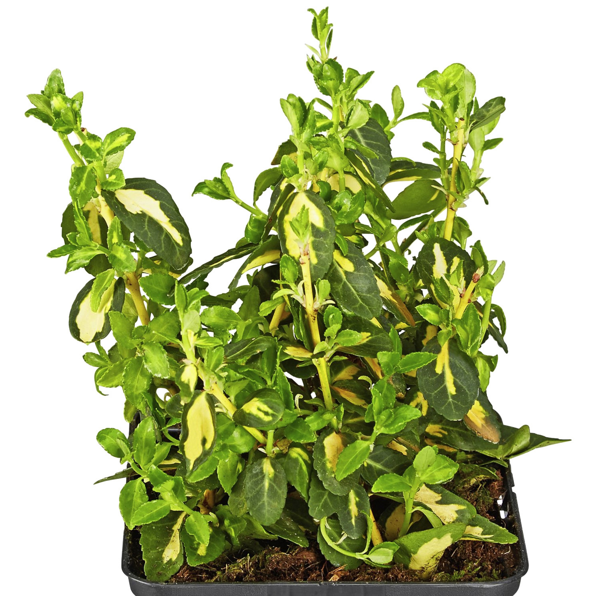 gartenkrone-kriechspindel-euonymus-fortunei-sunspot-wei